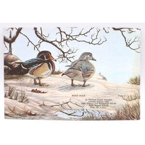 Richard Evans Younger Wood Duck Art Gallery Card 6x4" Vintage 1973 Collectible